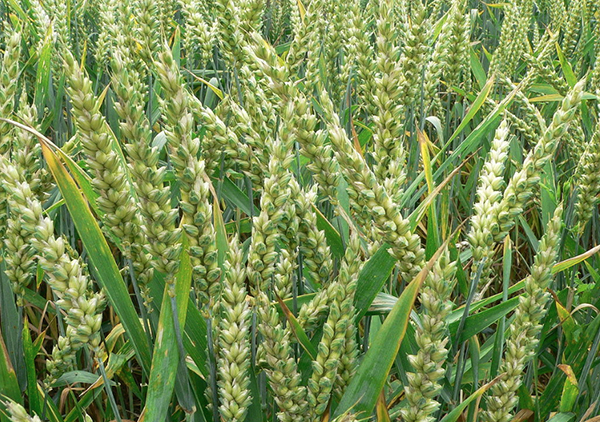 Wheat P1210892 by David Monniaux